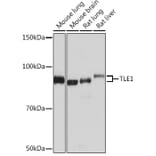 Western Blot - Anti-TLE 1 Antibody [ARC0793] (A306693) - Antibodies.com