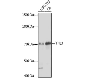 Western Blot - Anti-TFE3 Antibody [ARC1829] (A306694) - Antibodies.com