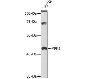 Western Blot - Anti-VRK3 Antibody (A306696) - Antibodies.com