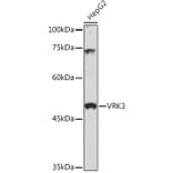 Western Blot - Anti-VRK3 Antibody (A306696) - Antibodies.com