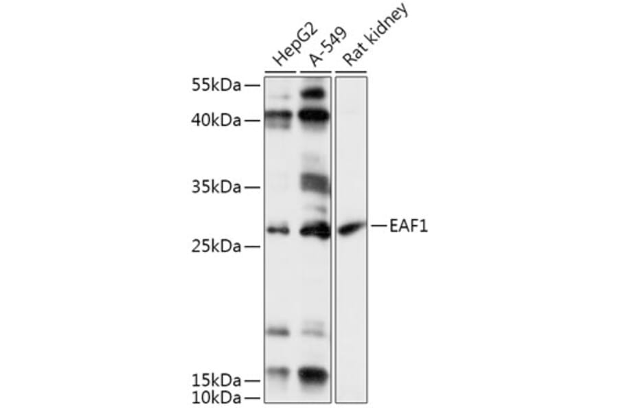 Western Blot - Anti-EAF1 Antibody (A306697) - Antibodies.com