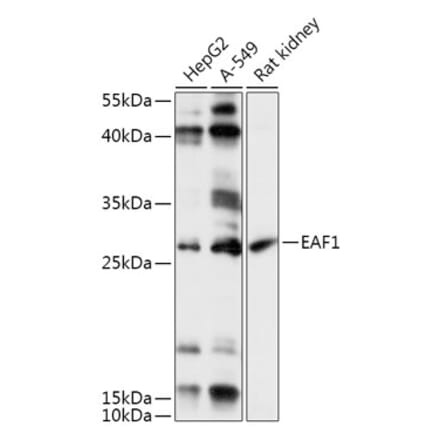 Western Blot - Anti-EAF1 Antibody (A306697) - Antibodies.com