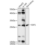 Western Blot - Anti-EAF1 Antibody (A306697) - Antibodies.com
