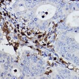 Immunohistochemistry - Anti-p40-phox Antibody [ARC2553] (A306699) - Antibodies.com