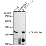 Western Blot - Anti-p40-phox Antibody [ARC2553] (A306699) - Antibodies.com