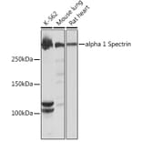 Western Blot - Anti-alpha 1 Spectrin Antibody [ARC1650] (A306701) - Antibodies.com