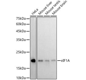 Western Blot - Anti-eIF1A Antibody [ARC2941] (A306703) - Antibodies.com