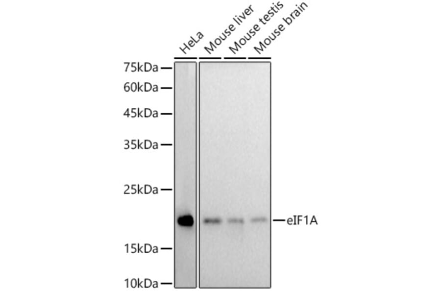 Western Blot - Anti-eIF1A Antibody [ARC2941] (A306703) - Antibodies.com