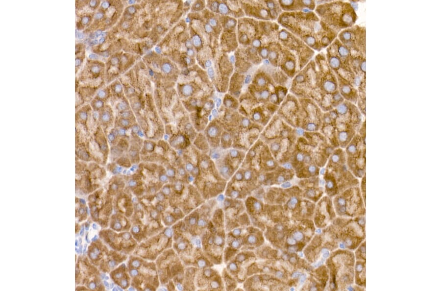 Immunohistochemistry - Anti-eIF1A Antibody [ARC2941] (A306703) - Antibodies.com