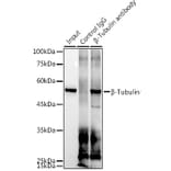 Western Blot - Anti-beta Tubulin Antibody [ARC0203] (A306704) - Antibodies.com