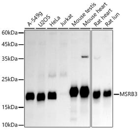 Western Blot - Anti-MSRB3 Antibody [ARC2972] (A306705) - Antibodies.com