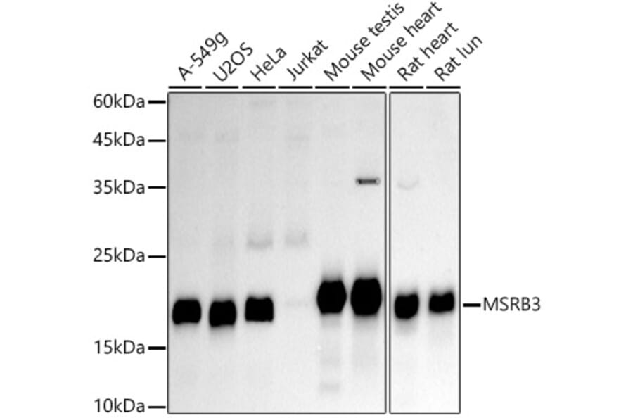 Western Blot - Anti-MSRB3 Antibody [ARC2972] (A306705) - Antibodies.com