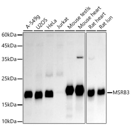 Western Blot - Anti-MSRB3 Antibody [ARC2972] (A306705) - Antibodies.com