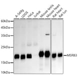 Western Blot - Anti-MSRB3 Antibody [ARC2972] (A306705) - Antibodies.com