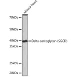 Western Blot - Anti-delta Sarcoglycan Antibody [ARC1463] (A306706) - Antibodies.com
