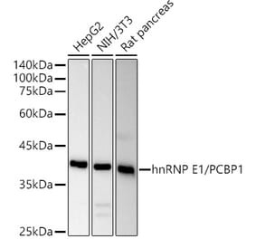 Western Blot - Anti-PCBP1 Antibody (A306708) - Antibodies.com