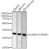 Western Blot - Anti-PCBP1 Antibody (A306708) - Antibodies.com