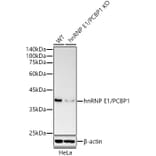 Western Blot - Anti-PCBP1 Antibody (A306708) - Antibodies.com