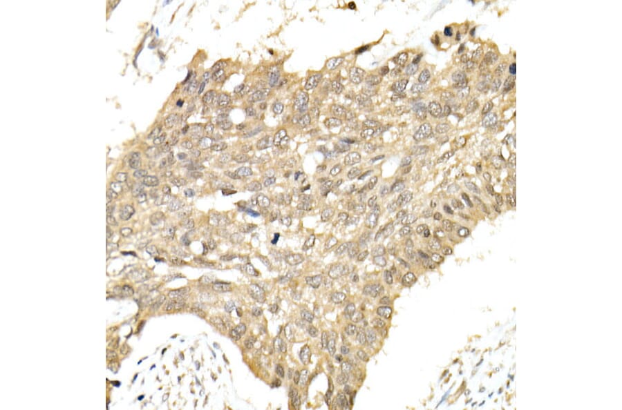Immunohistochemistry - Anti-PCBP1 Antibody (A306708) - Antibodies.com