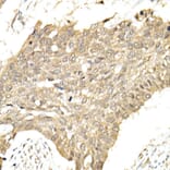 Immunohistochemistry - Anti-PCBP1 Antibody (A306708) - Antibodies.com