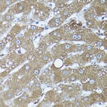 Immunohistochemistry - Anti-Frataxin Antibody (A306715) - Antibodies.com