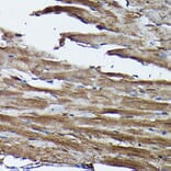 Immunohistochemistry - Anti-Frataxin Antibody (A306715) - Antibodies.com