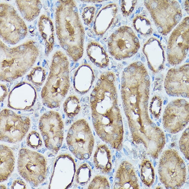 Immunohistochemistry - Anti-Frataxin Antibody (A306715) - Antibodies.com