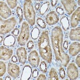 Immunohistochemistry - Anti-Frataxin Antibody (A306715) - Antibodies.com