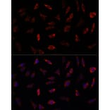 Immunofluorescence - Anti-Frataxin Antibody (A306715) - Antibodies.com