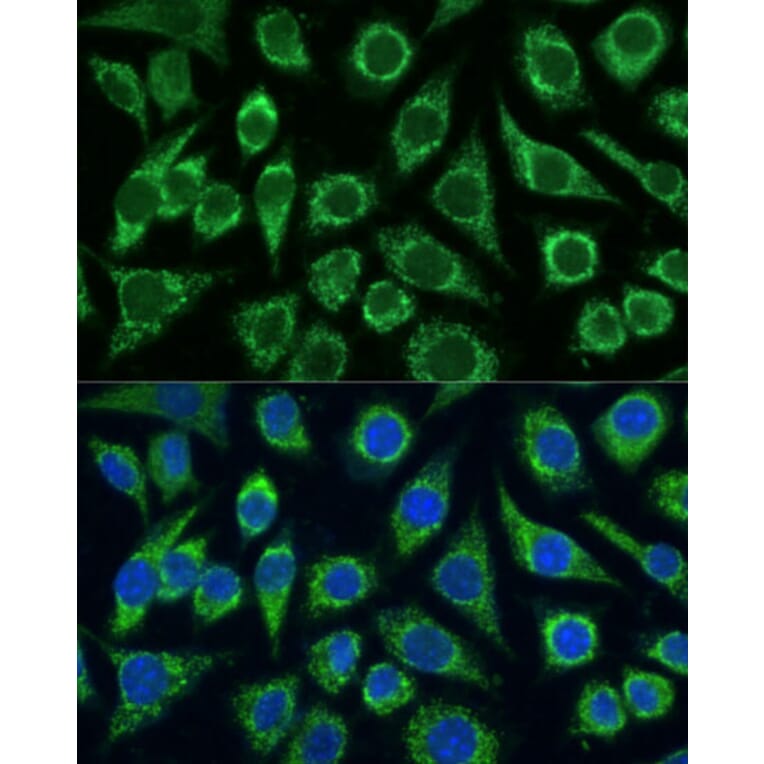 Immunofluorescence - Anti-Frataxin Antibody (A306715) - Antibodies.com