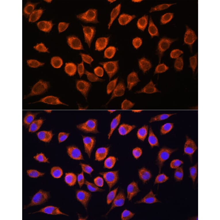 Immunofluorescence - Anti-Frataxin Antibody (A306715) - Antibodies.com