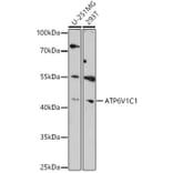 Western Blot - Anti-ATP6V1C1 Antibody (A306719) - Antibodies.com