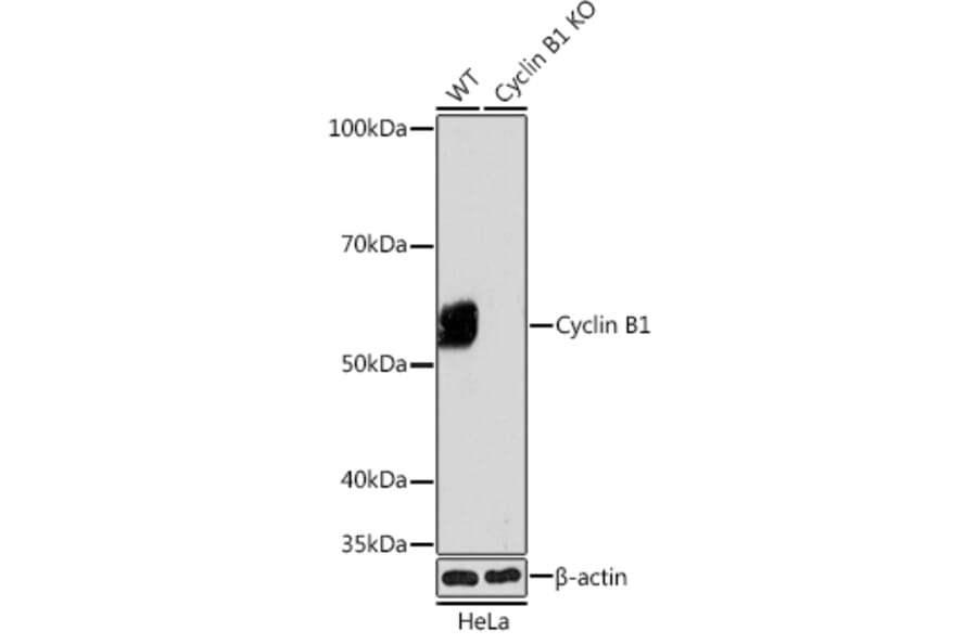 Western Blot - Anti-Cyclin B1 Antibody [ARC0474] (A306720) - Antibodies.com