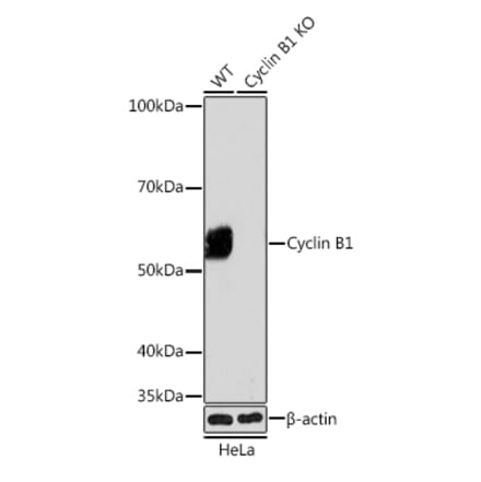 Western Blot - Anti-Cyclin B1 Antibody [ARC0474] (A306720) - Antibodies.com