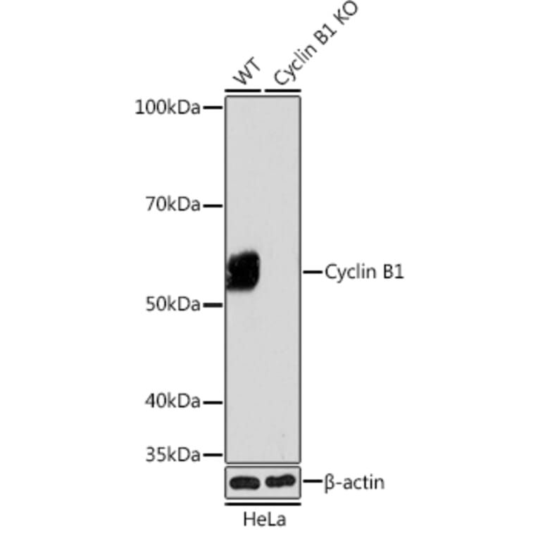 Western Blot - Anti-Cyclin B1 Antibody [ARC0474] (A306720) - Antibodies.com