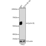 Western Blot - Anti-Cyclin B1 Antibody [ARC0474] (A306720) - Antibodies.com