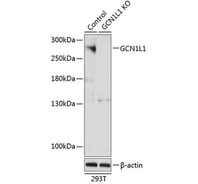 Western Blot - Anti-GCN1 Antibody (A306722) - Antibodies.com