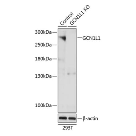 Western Blot - Anti-GCN1 Antibody (A306722) - Antibodies.com