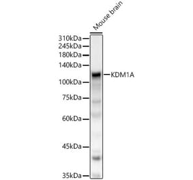 Western Blot - Anti-KDM1 / LSD1 Antibody (A306723) - Antibodies.com