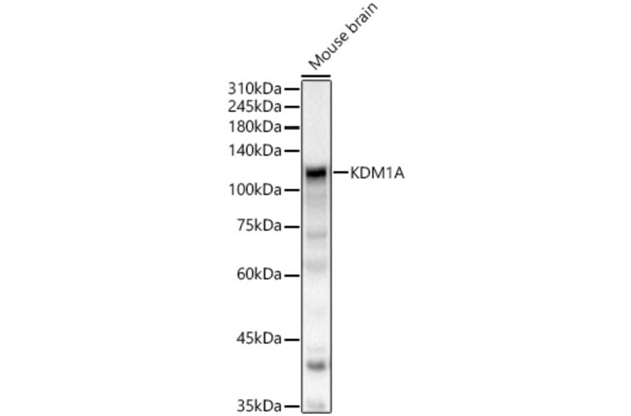 Western Blot - Anti-KDM1/LSD1 Antibody (A306723) - Antibodies.com
