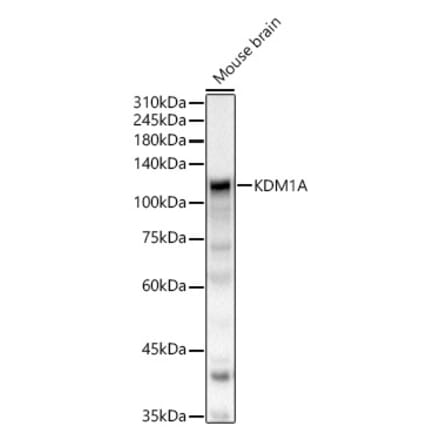 Western Blot - Anti-KDM1 / LSD1 Antibody (A306723) - Antibodies.com