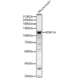 Western Blot - Anti-KDM1/LSD1 Antibody (A306723) - Antibodies.com