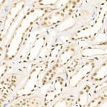 Immunohistochemistry - Anti-KDM1/LSD1 Antibody (A306723) - Antibodies.com