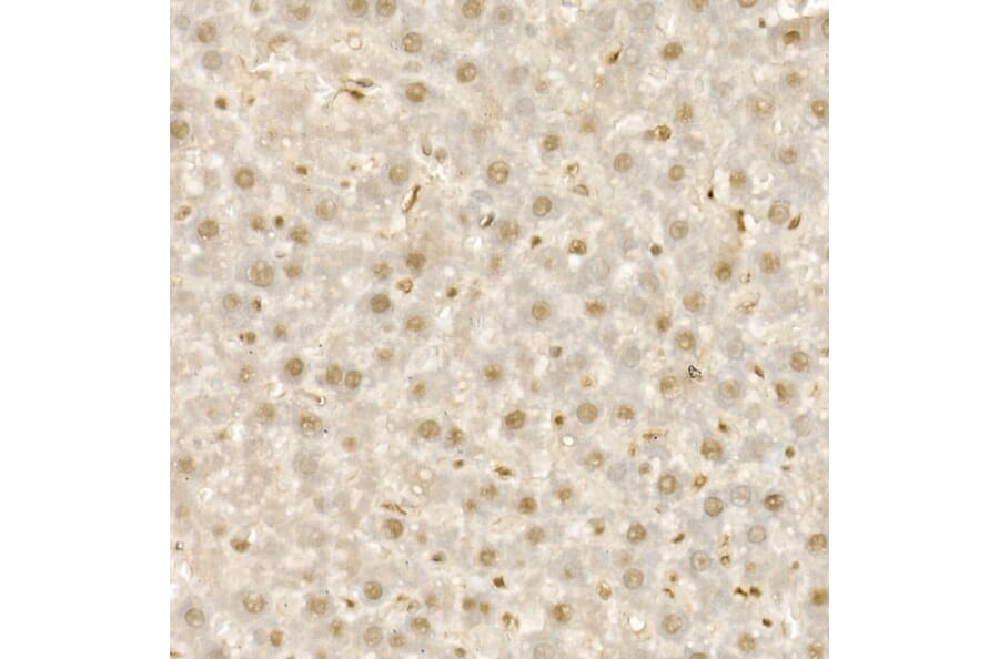 Immunohistochemistry - Anti-KDM1/LSD1 Antibody (A306723) - Antibodies.com