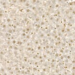 Immunohistochemistry - Anti-KDM1/LSD1 Antibody (A306723) - Antibodies.com