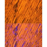Immunofluorescence - Anti-Tropomyosin 1 (alpha) Antibody [ARC1283] (A306724) - Antibodies.com