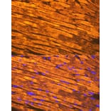 Immunofluorescence - Anti-Tropomyosin 1 (alpha) Antibody [ARC1283] (A306724) - Antibodies.com