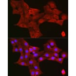 Immunofluorescence - Anti-TIGAR Antibody (A306725) - Antibodies.com