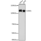 Western Blot - Anti-ERK5 Antibody [ARC0871] (A306729) - Antibodies.com