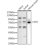 Western Blot - Anti-SP2 transcription factor Antibody (A306730) - Antibodies.com